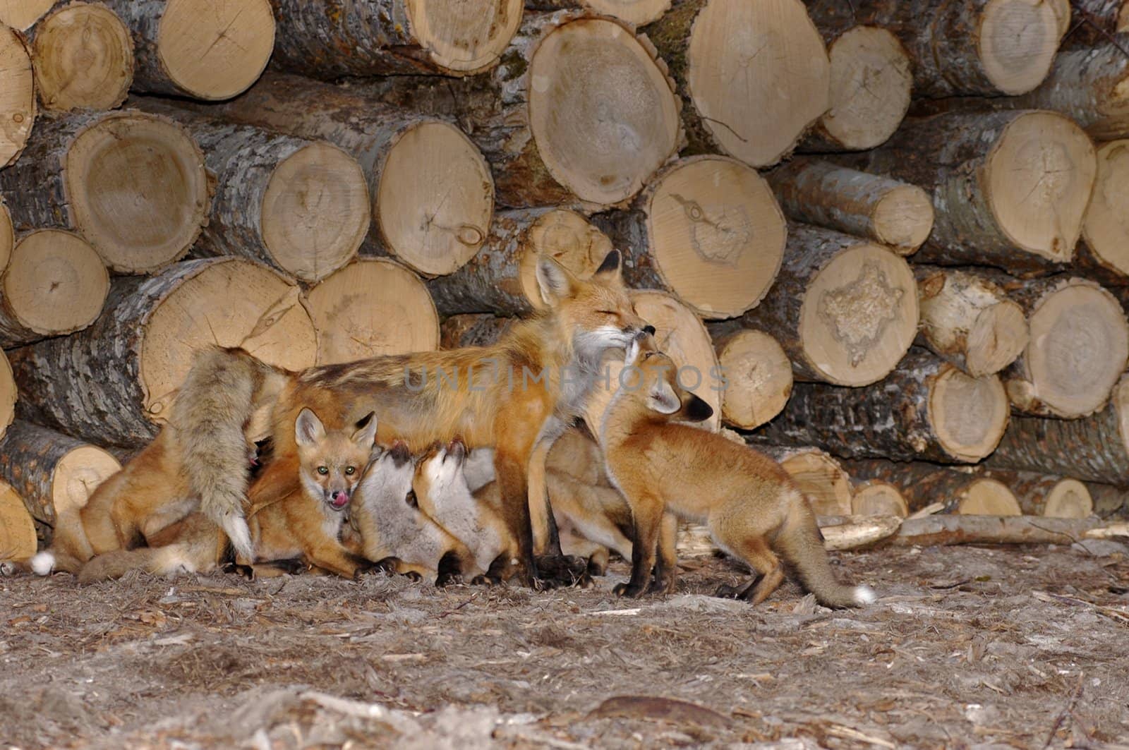 Family of foxes nursing