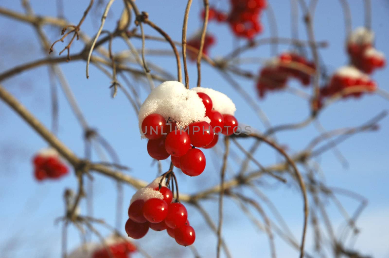 Close up of snow covered frozen berries