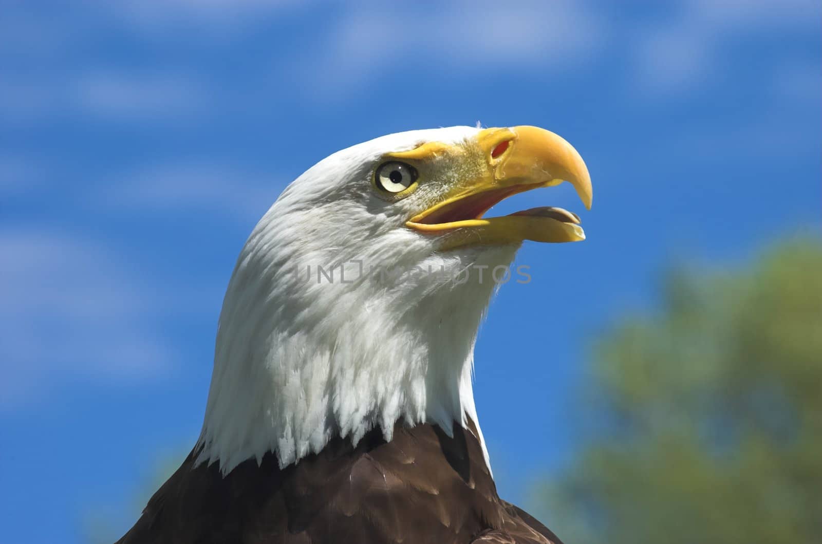Profile headshot of American Bald Eagle looking in the distance against a bright blue sky