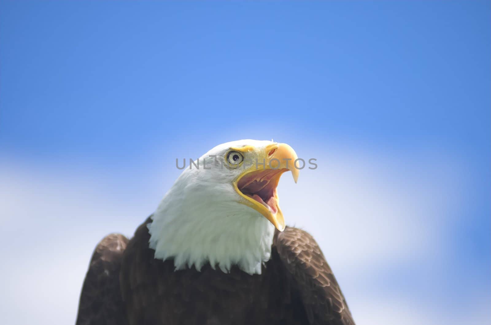 Bald Eagle screaming at something in the distance