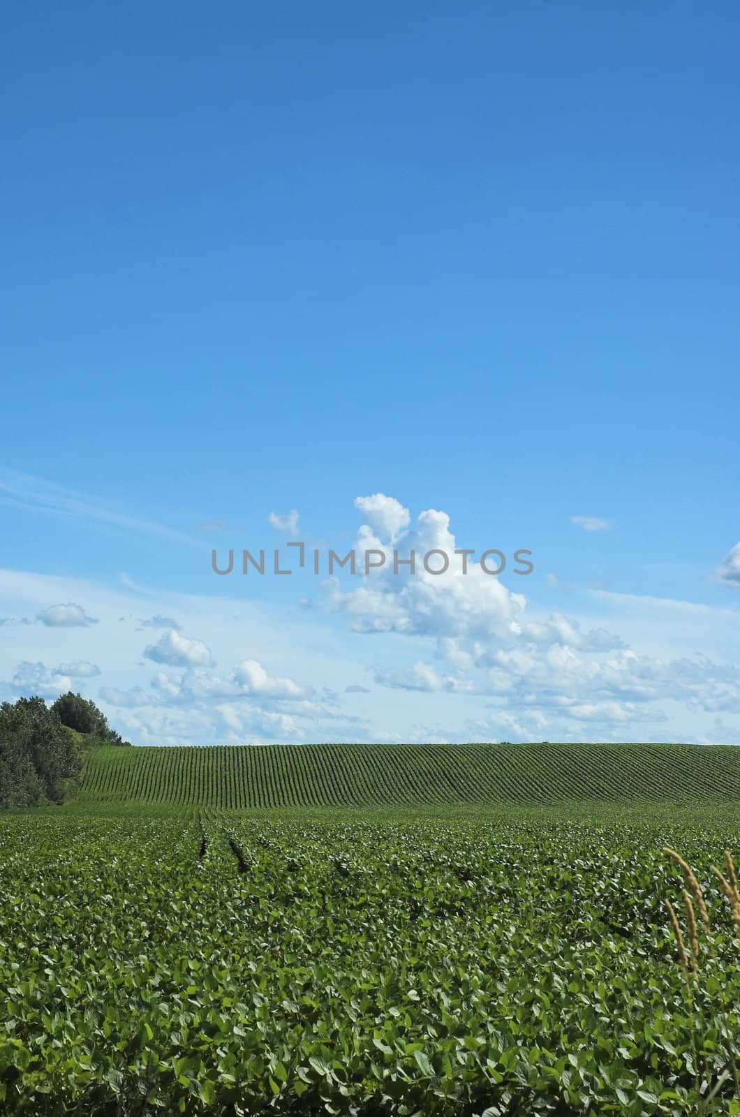 Portrait view of farm field in early summer