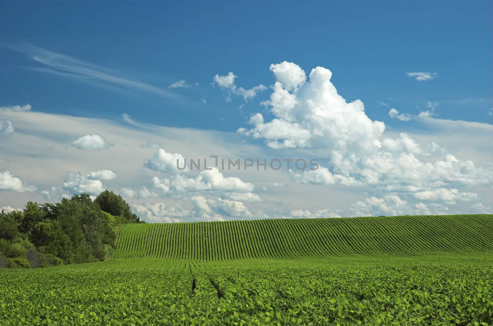 Beautiful hilly, green farm field with cloudy blue sky