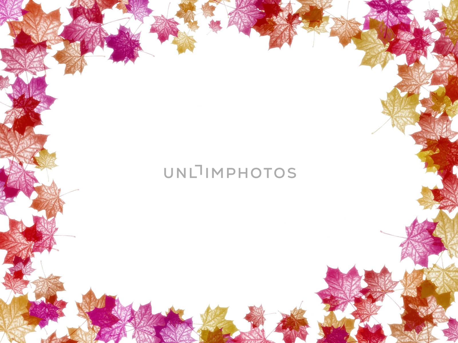 White background with colorful maple leaf frame