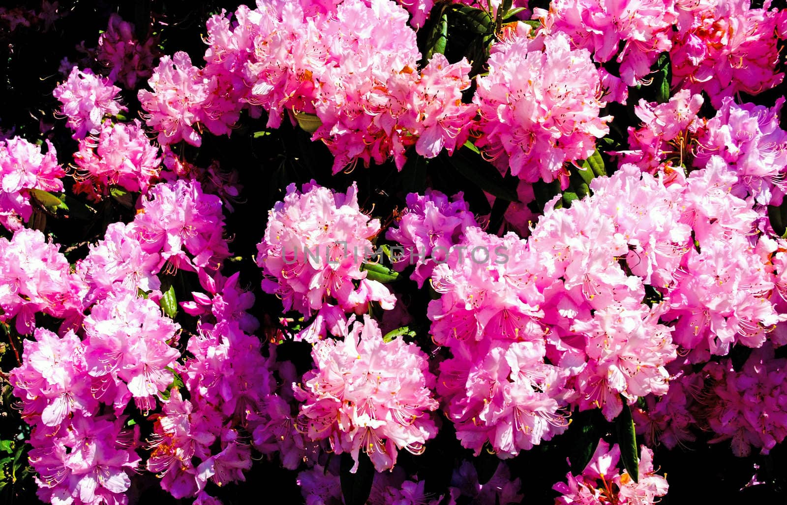 A mass of pink Rhodendrums on a summer day