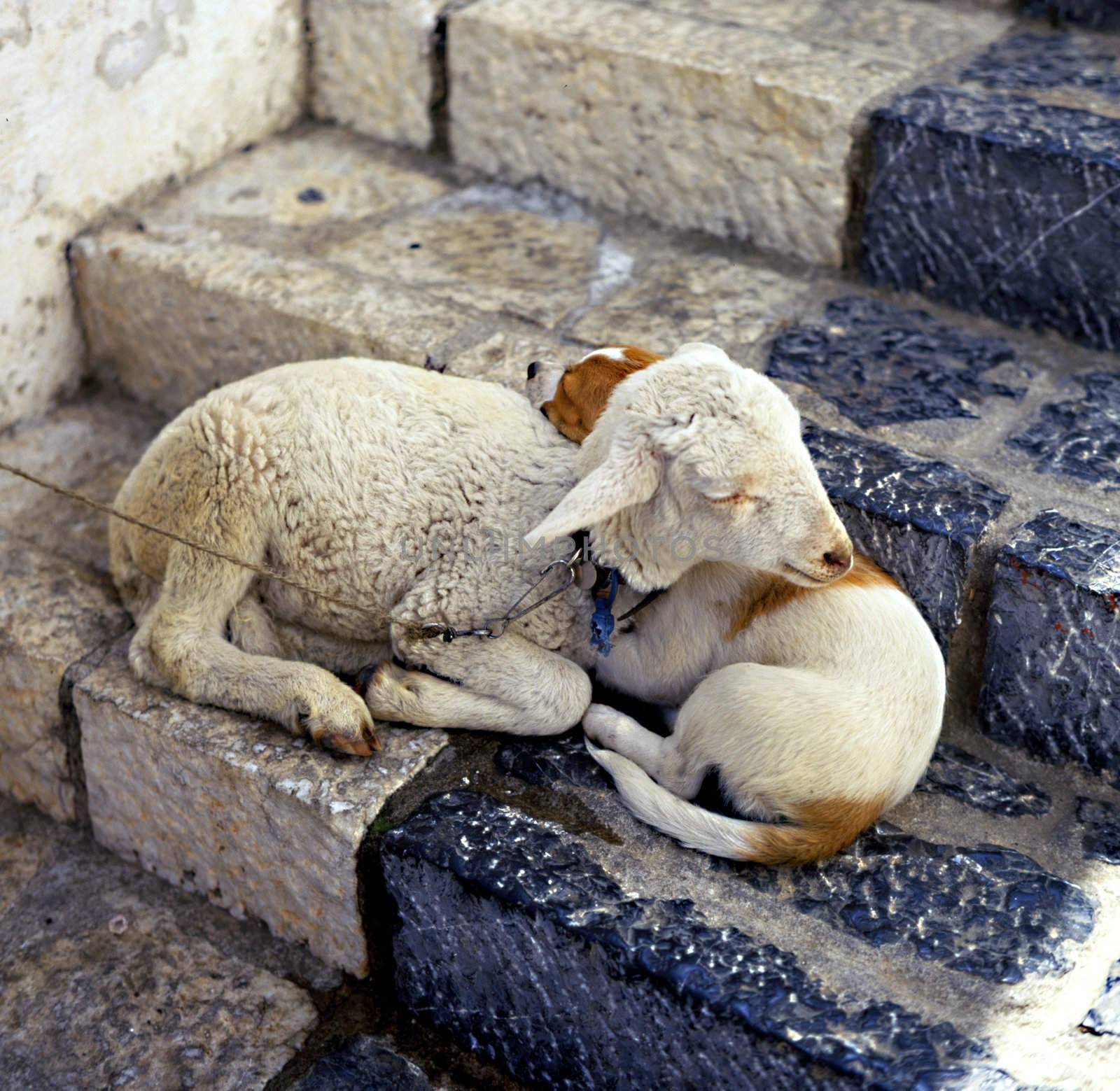 A pet lamb and dog together on a step in Greece