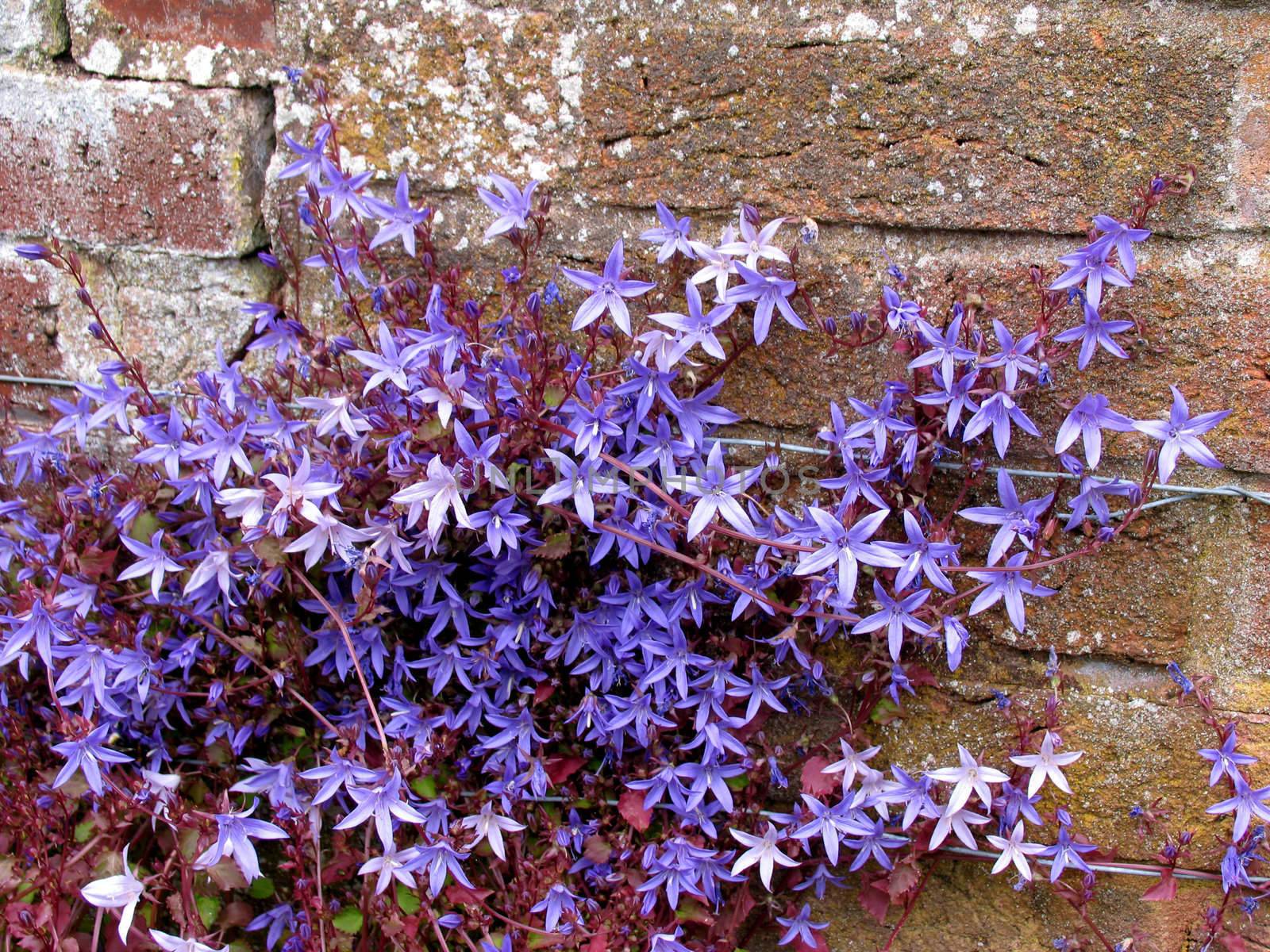 Blue star shaped flowering plant growing up an old wall
