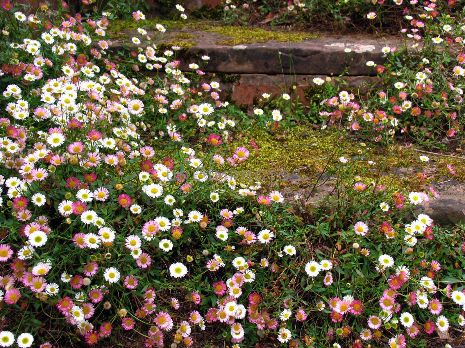 Daisy garden by runamock