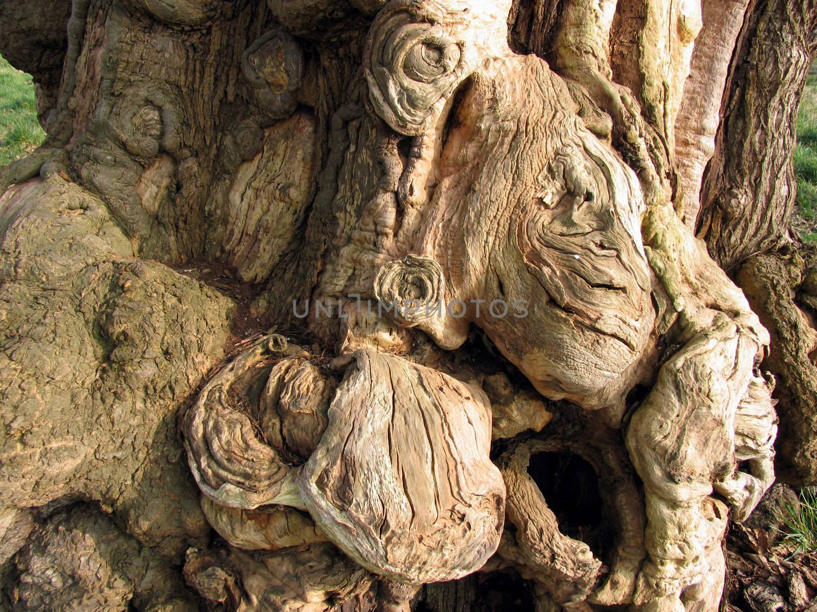 Strange shapes formed in tree bark