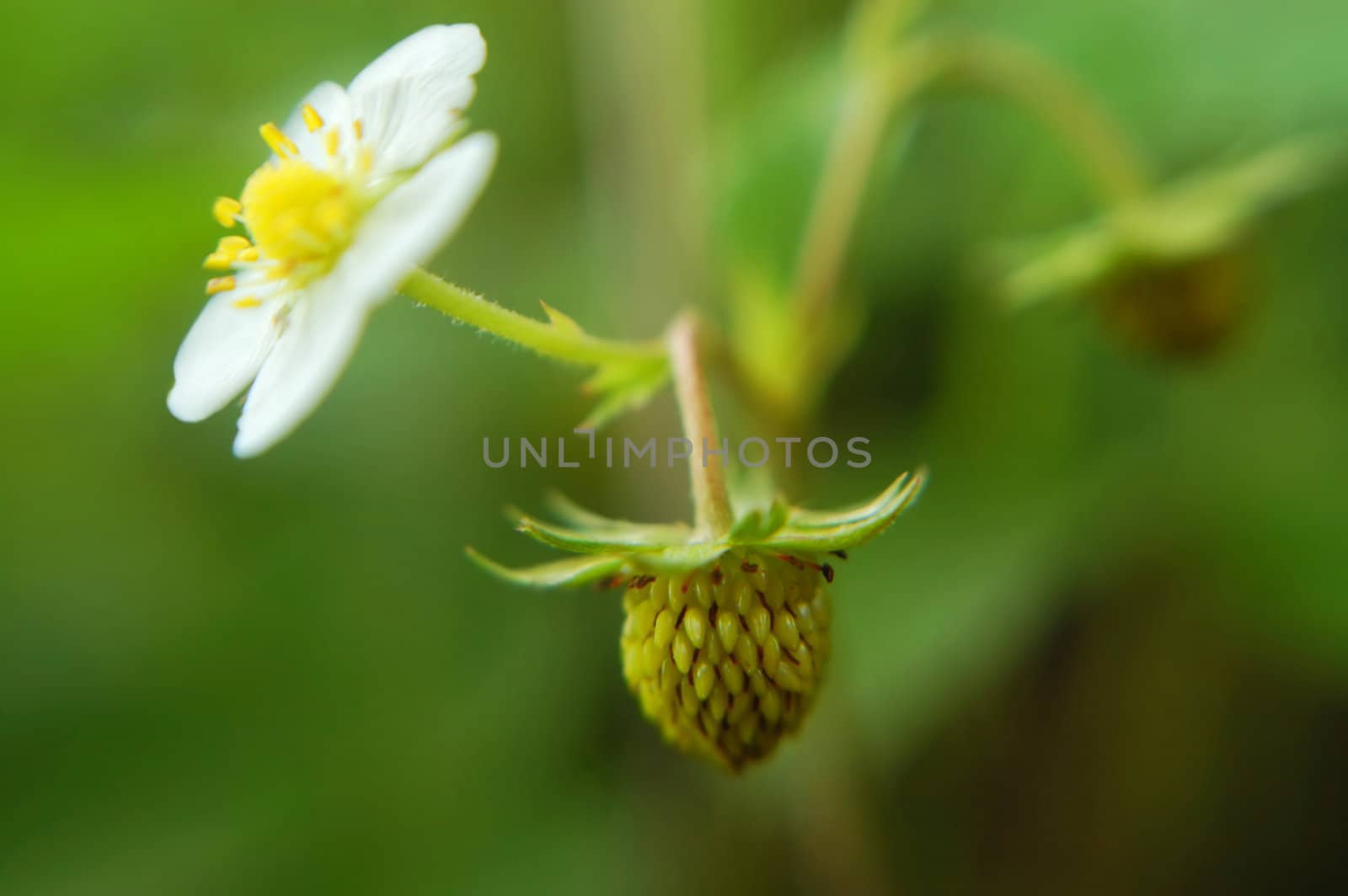 An unripe strawberry hangs delicately in the forefront of this image, while a blossom is seen to the side. Extreme shallow depth of focus gives this image a unique and wonderful feel.