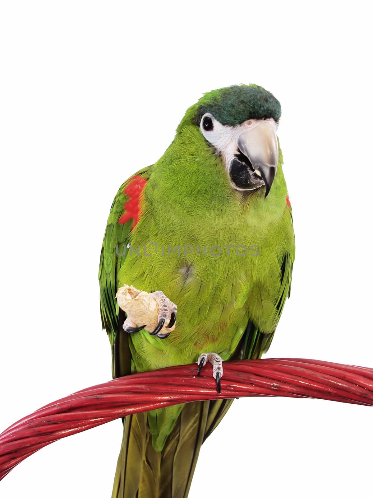 Miniature Noble Macaw on an isolated white background, eating a cracker.