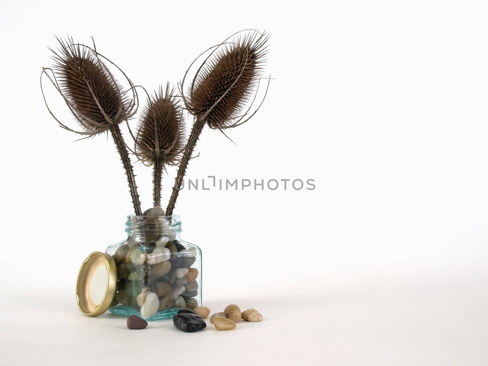 Dried thistle arranged in a glass jar of polished pebbles. Over a white background.