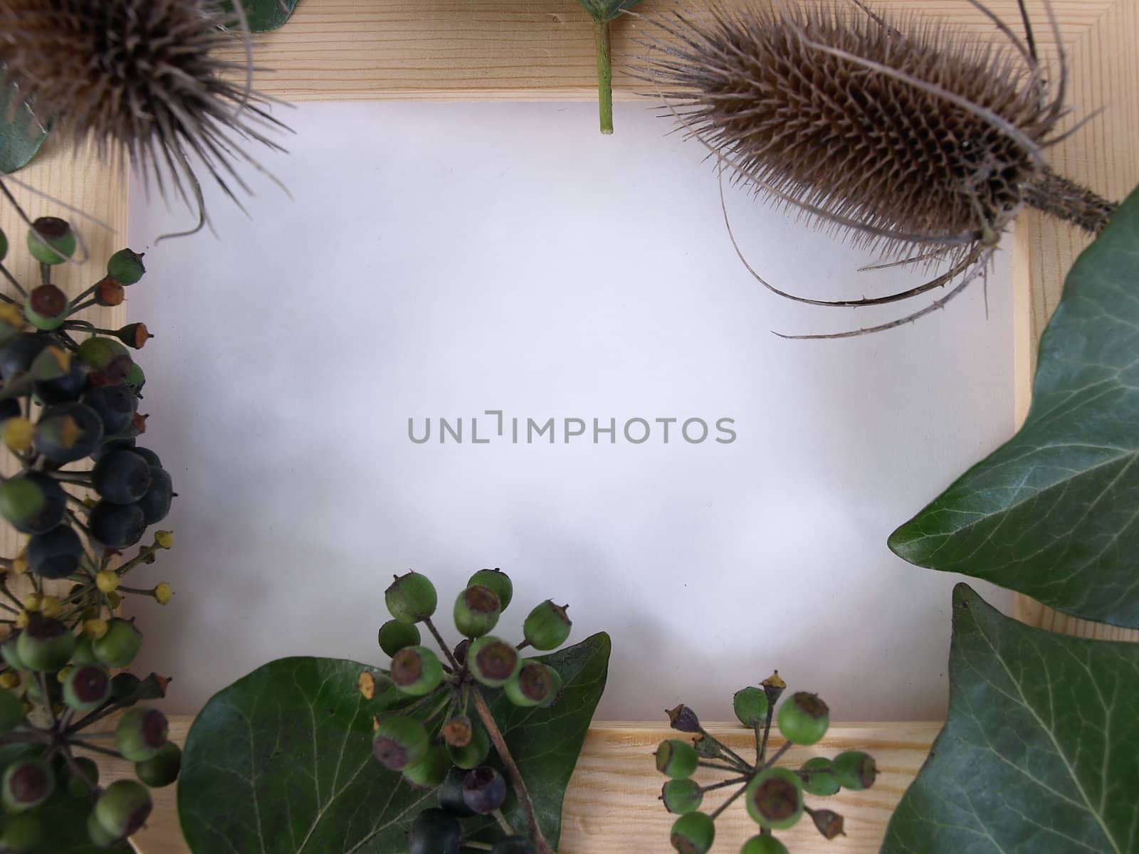 An empty tan wooden frame with ivy and thistle surrounding it. Over a white background.