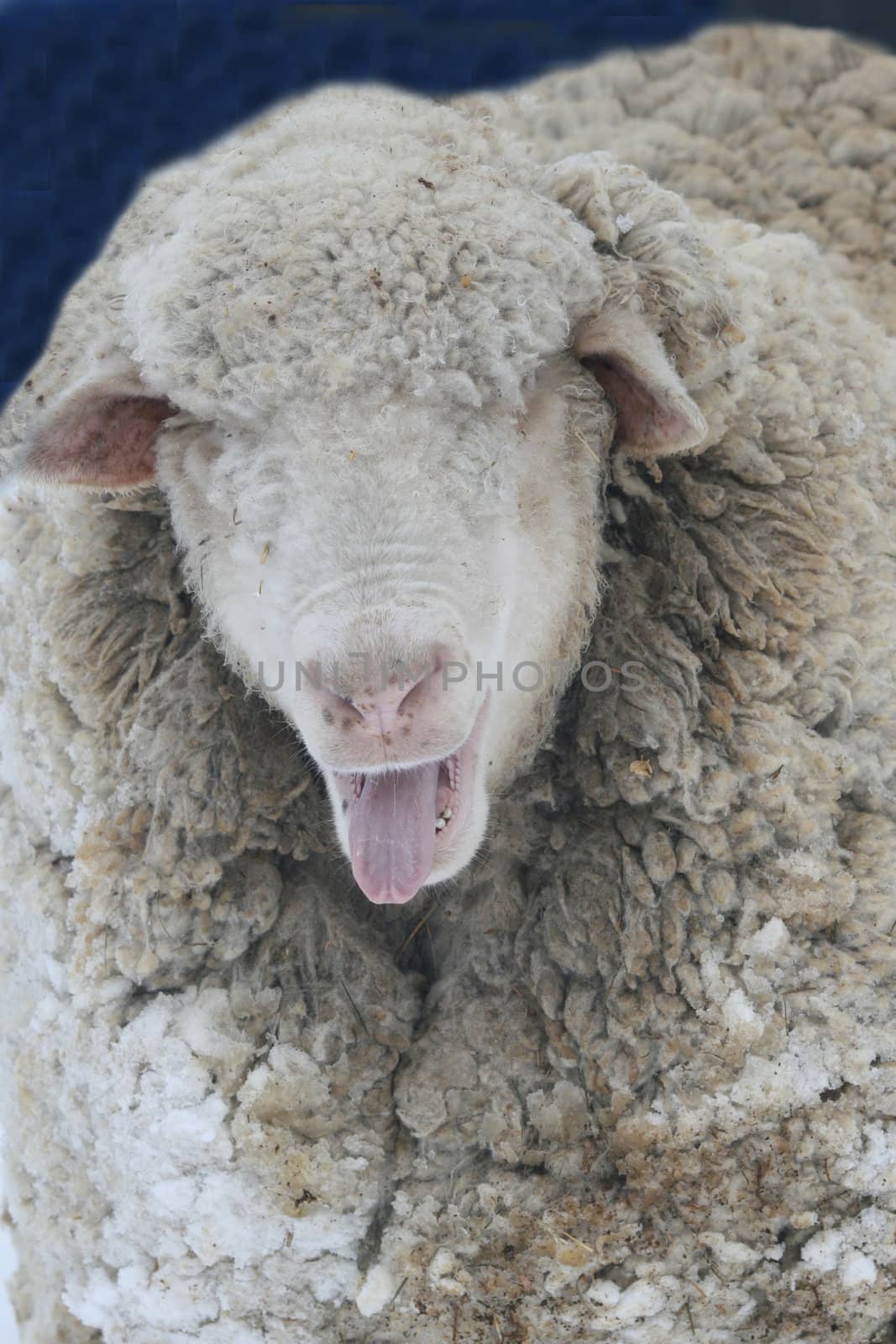 Sheep (Ovis aries) baaing with her tongue out