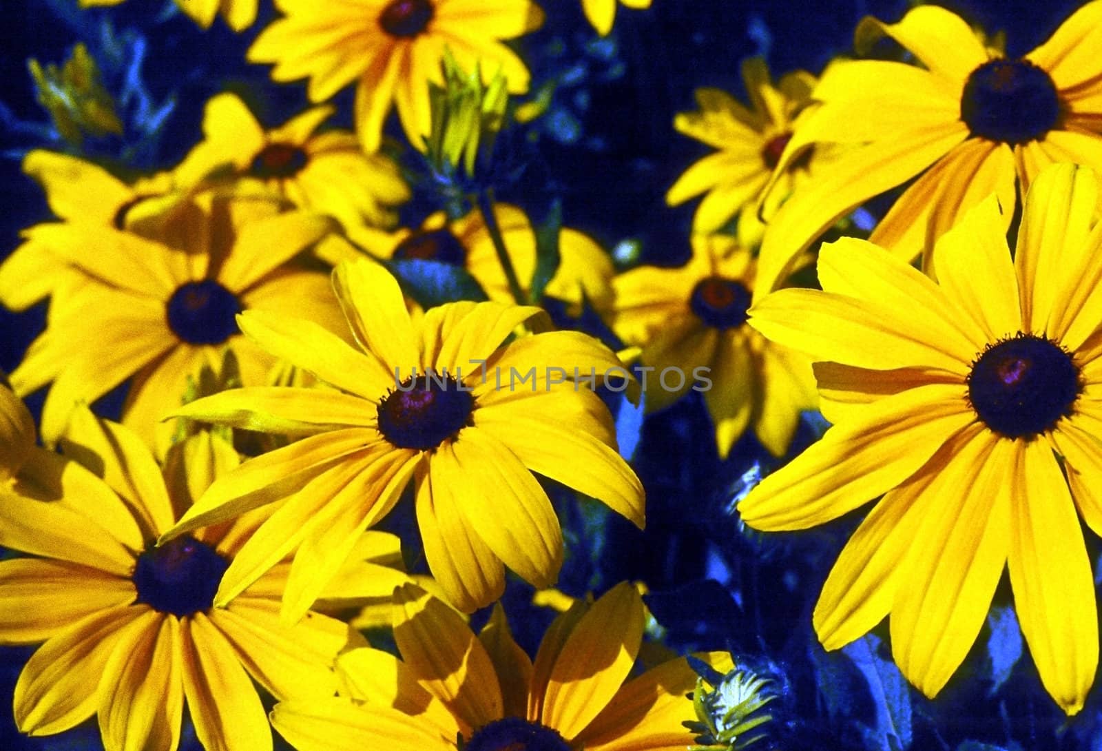 Blooming Black Eyed Susan in garden