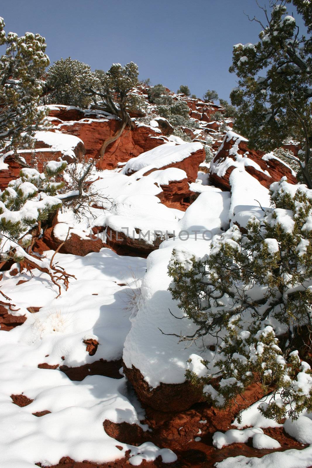 Hardy snow-covered Pi�on pines (Pinus edulis) growing among the red rocks of Red Canyon in southern Colorado.