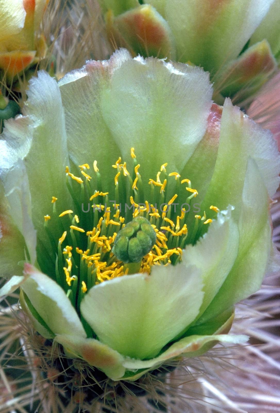 Close up  of blooming cactus