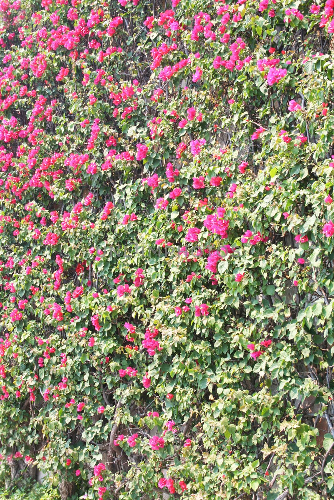 wall of bougainvillas