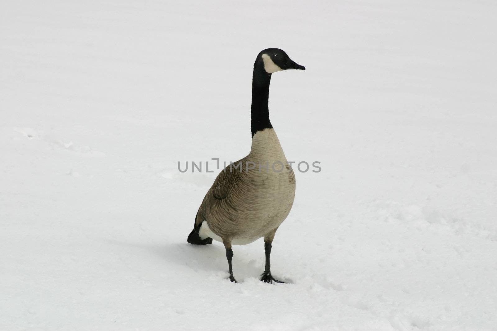 Canadian Goose (Branta canadensis) in Snow