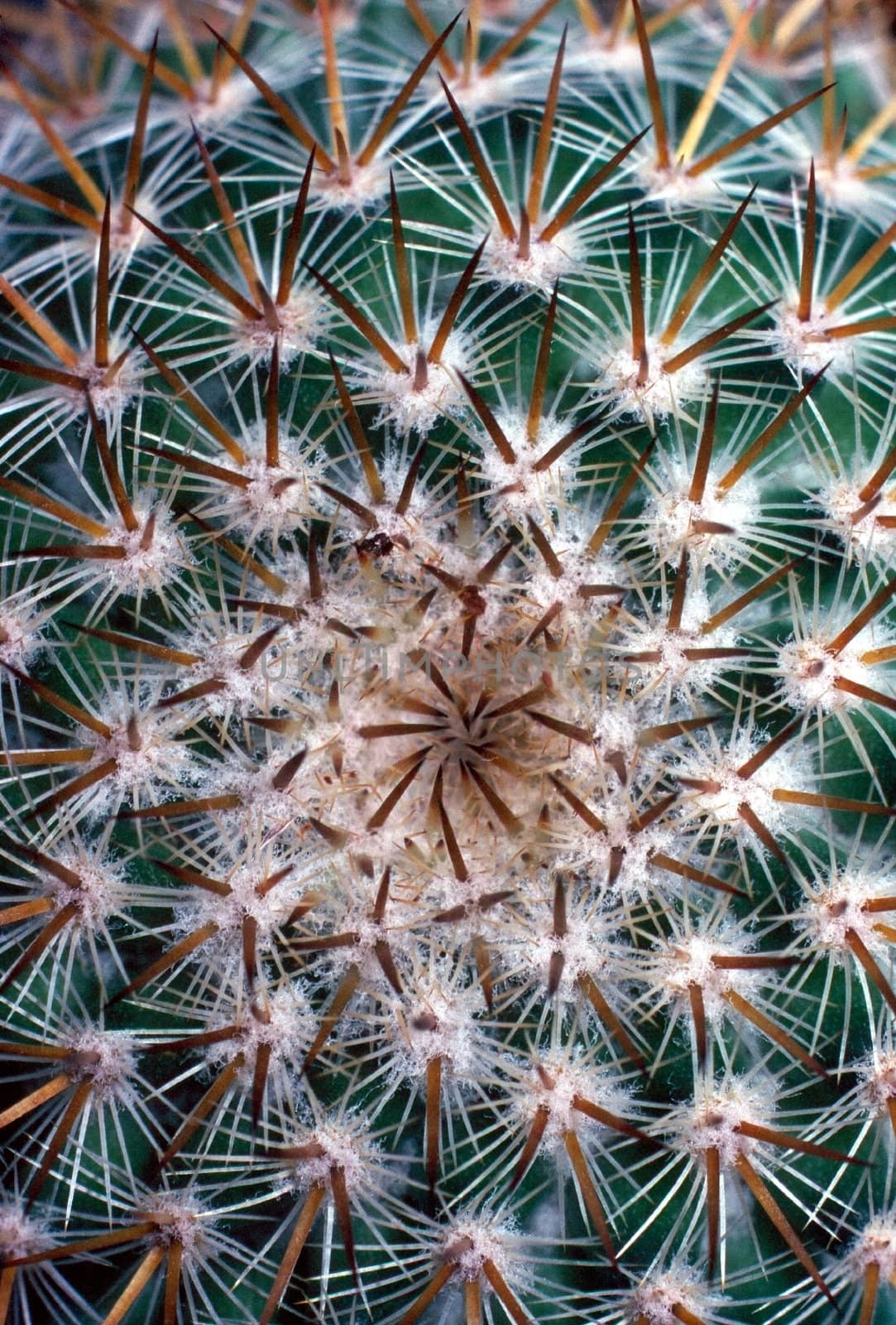 Foxtail cactus