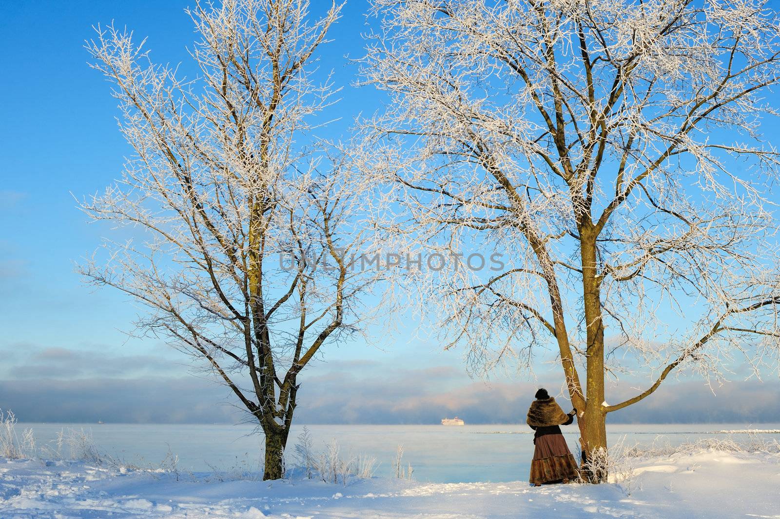 Ice-covered trees on the snowy sea coast