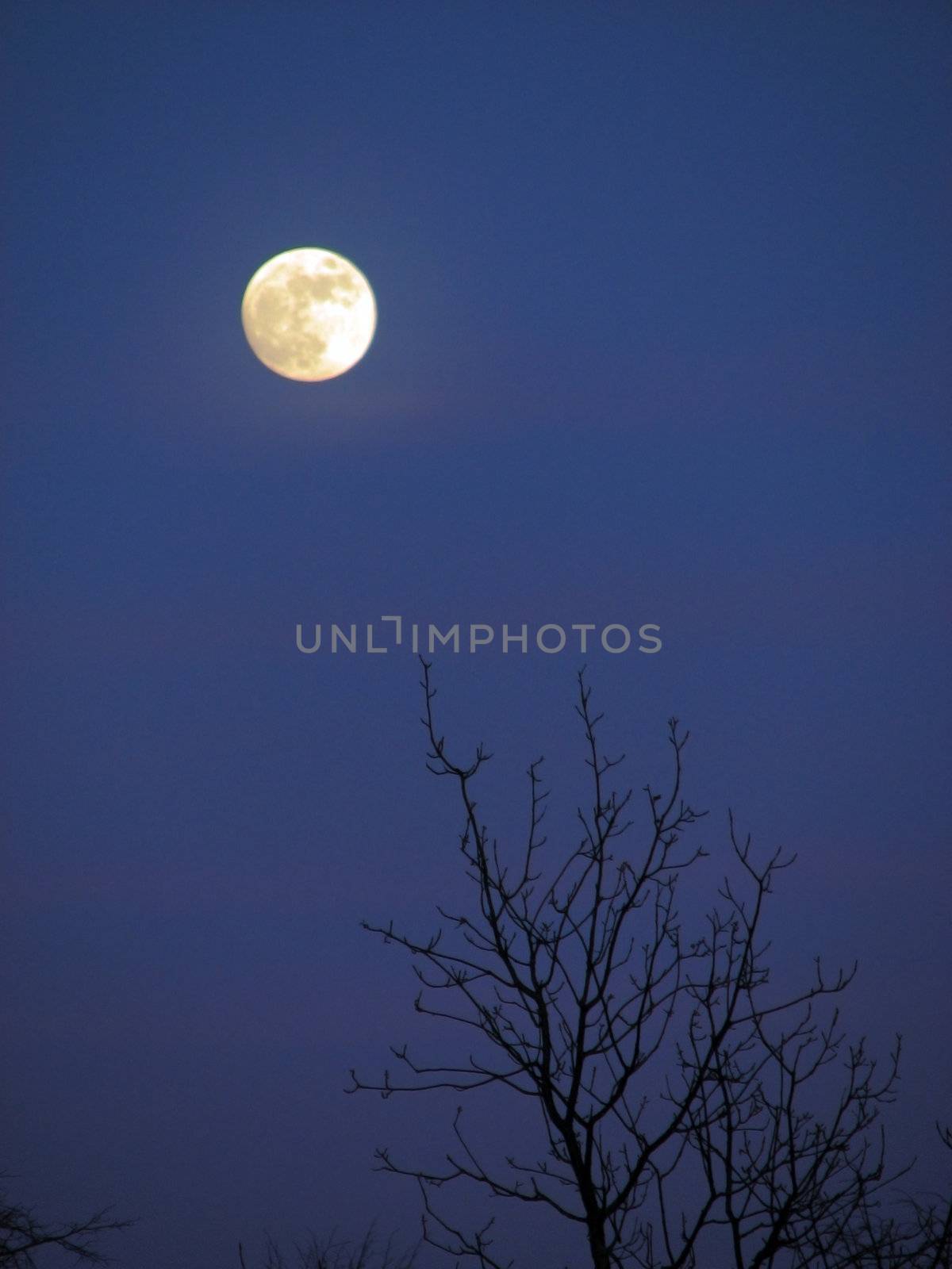 Night background, moonlight evening with moon and tree 