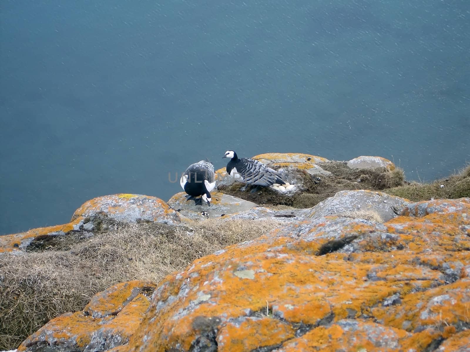 Two birds near yhe nest with eggs