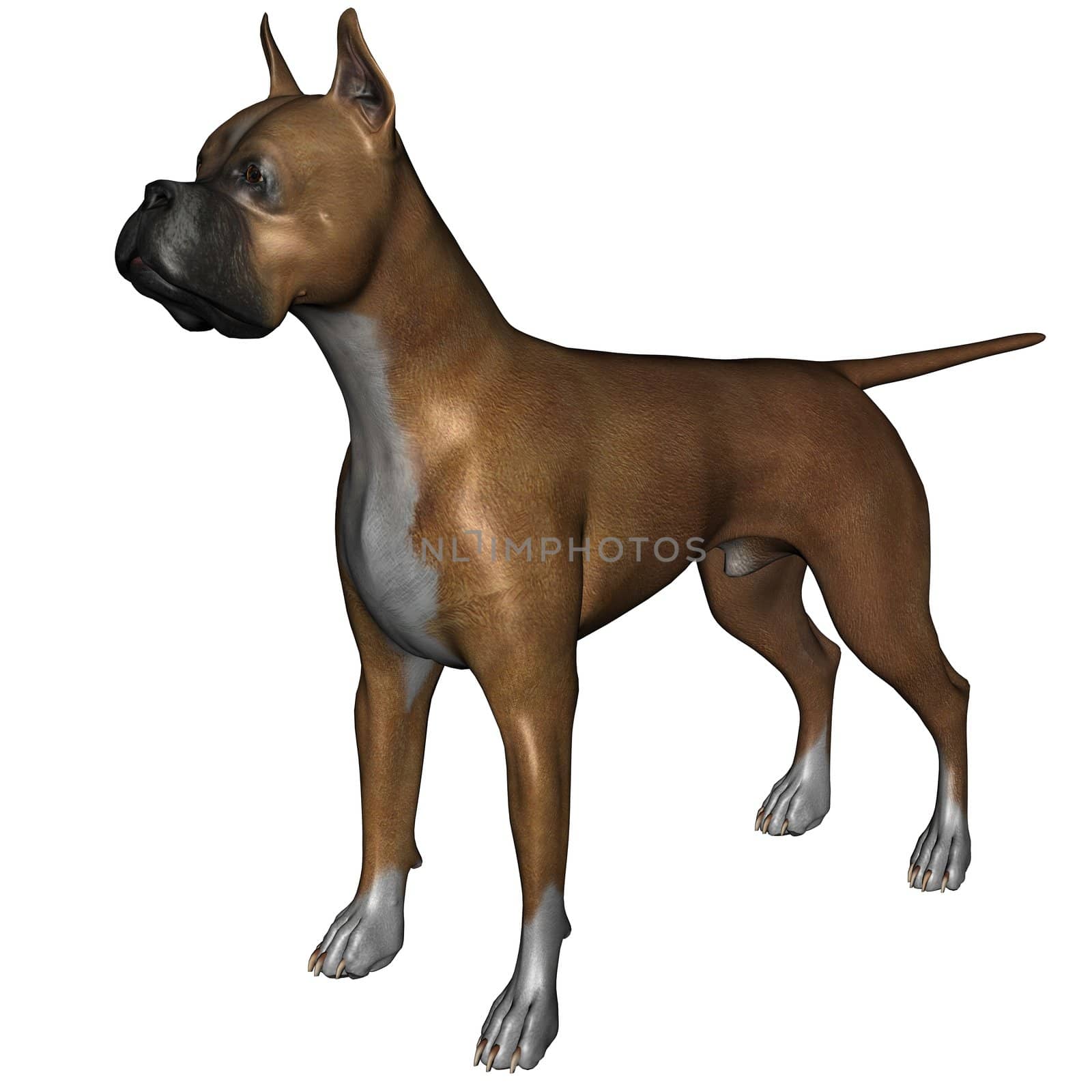 Boxer dog by Wampa