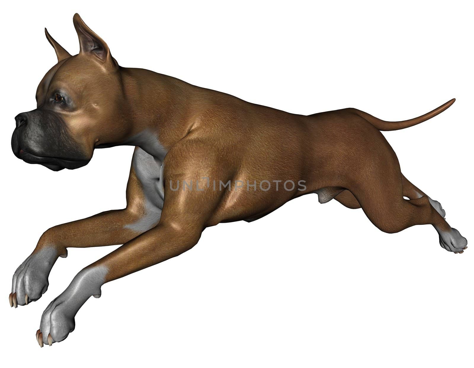 3D rendered boxer dog on white background isolated