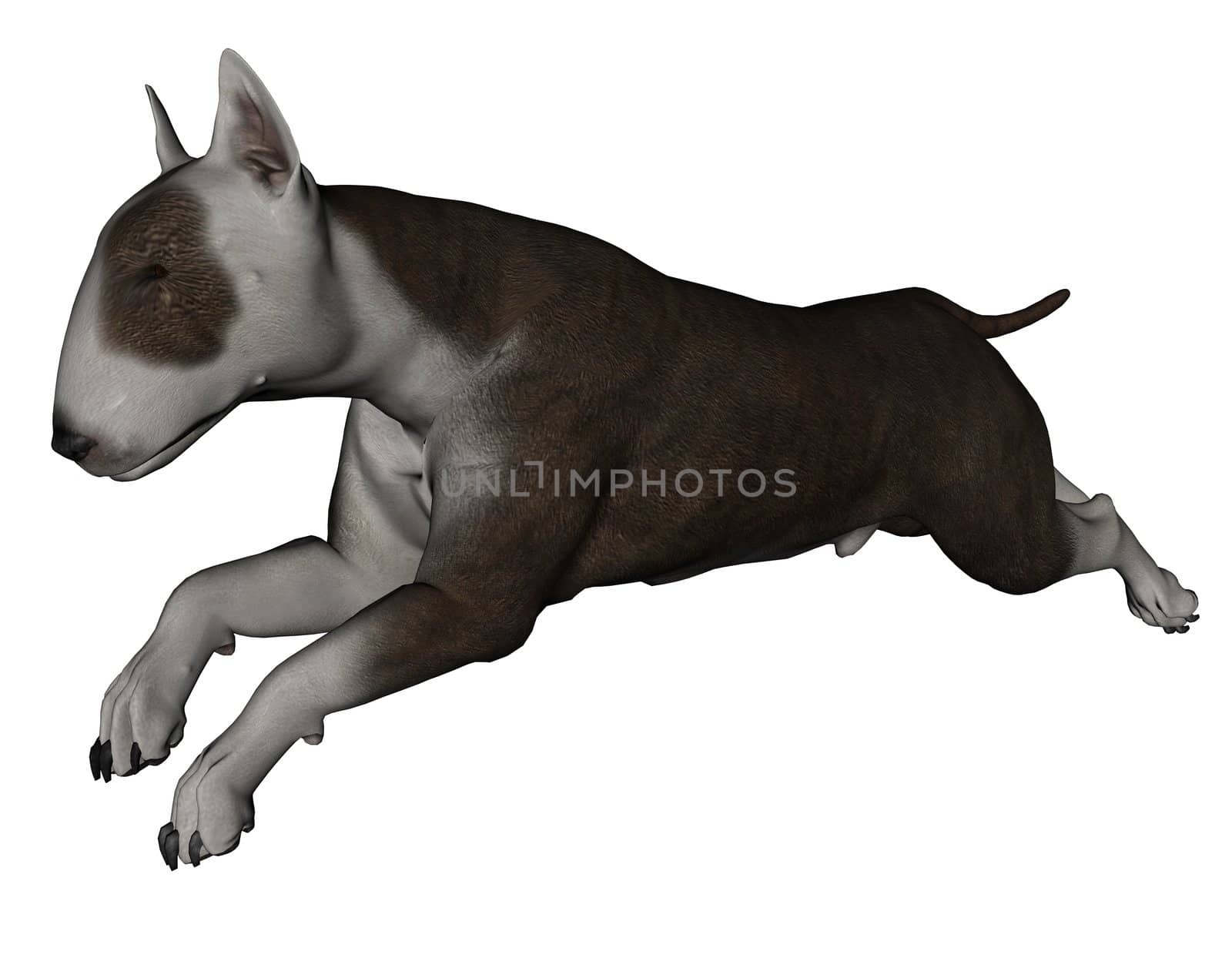 3D rendered bull terrier dog on white background isolated