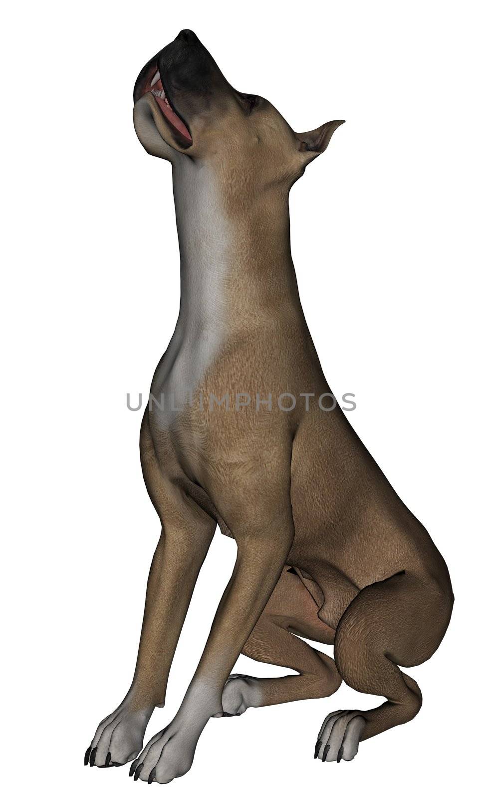 3D rendered great dane dog on white background isolated