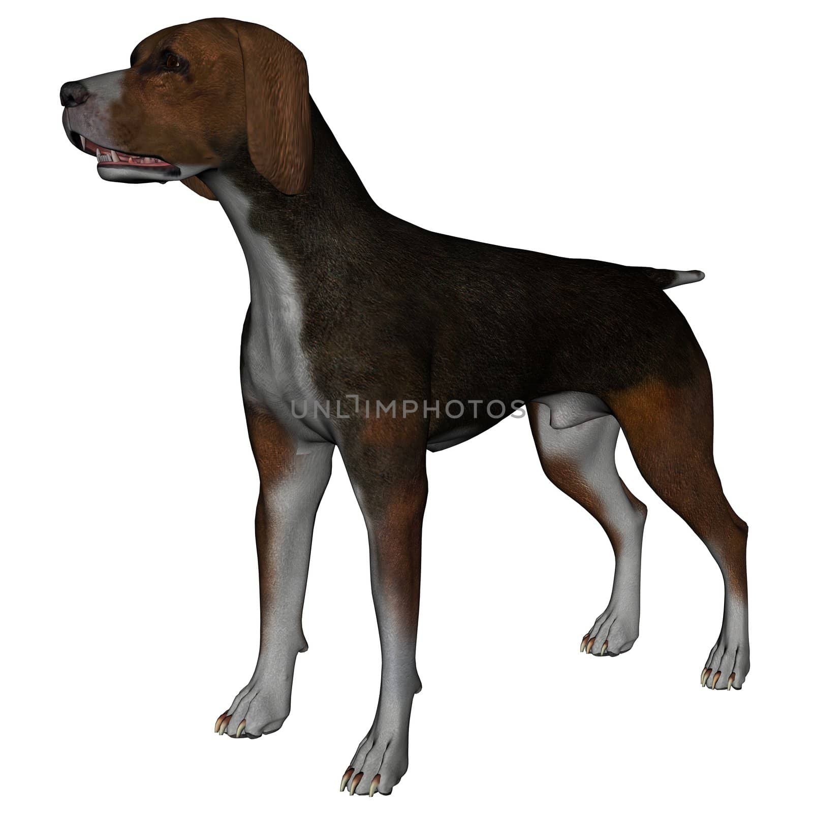 3D rendered hound dog on white background isolated