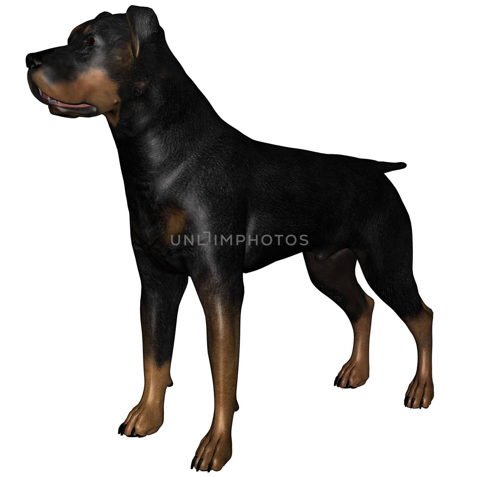 3D rendered rottweiler dog on white background isolated