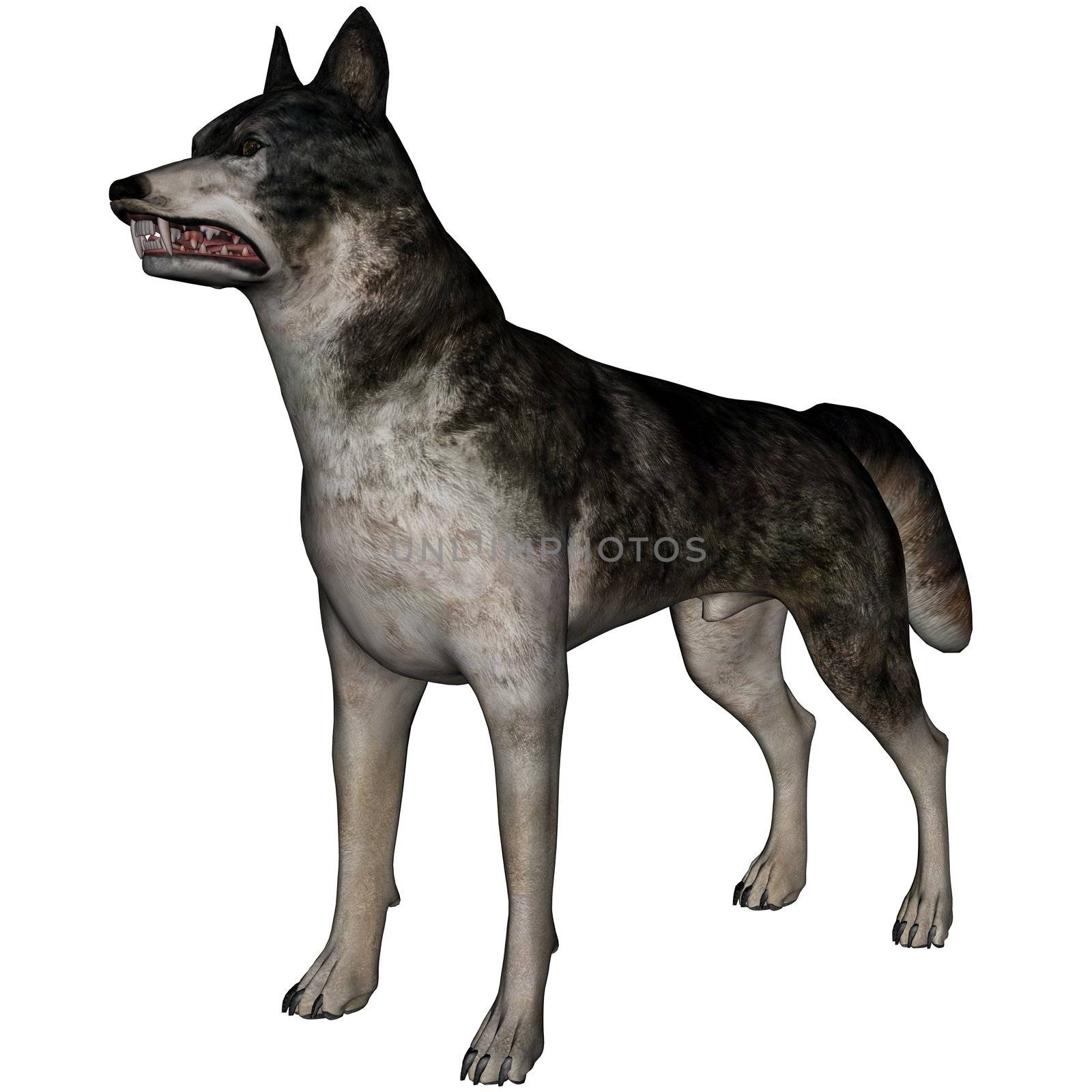 3D rendered wolf on white background isolated