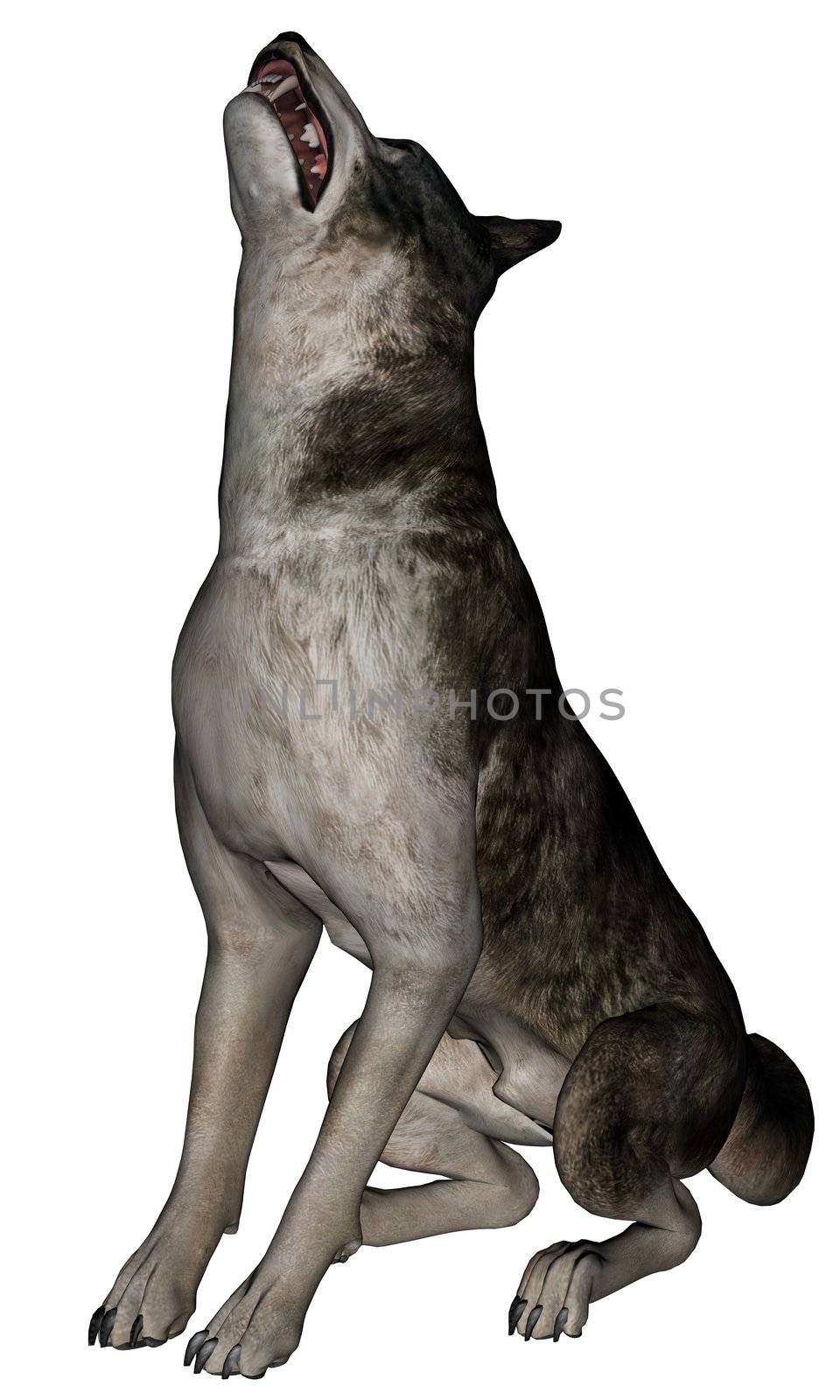 3D rendered wolf on white background isolated