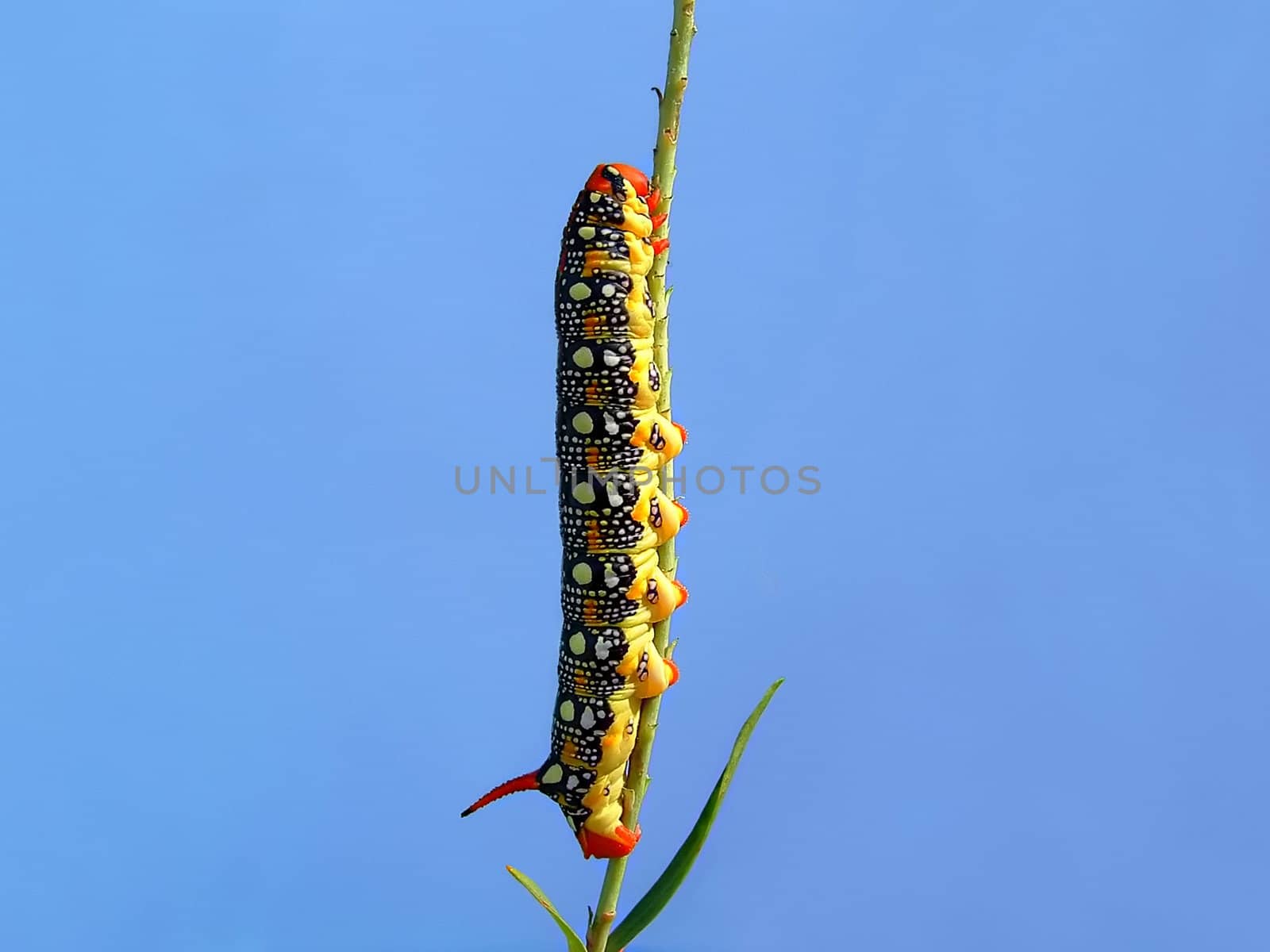 The motley caterpillar has breakfast a juicy stalk on a background of the blue sky