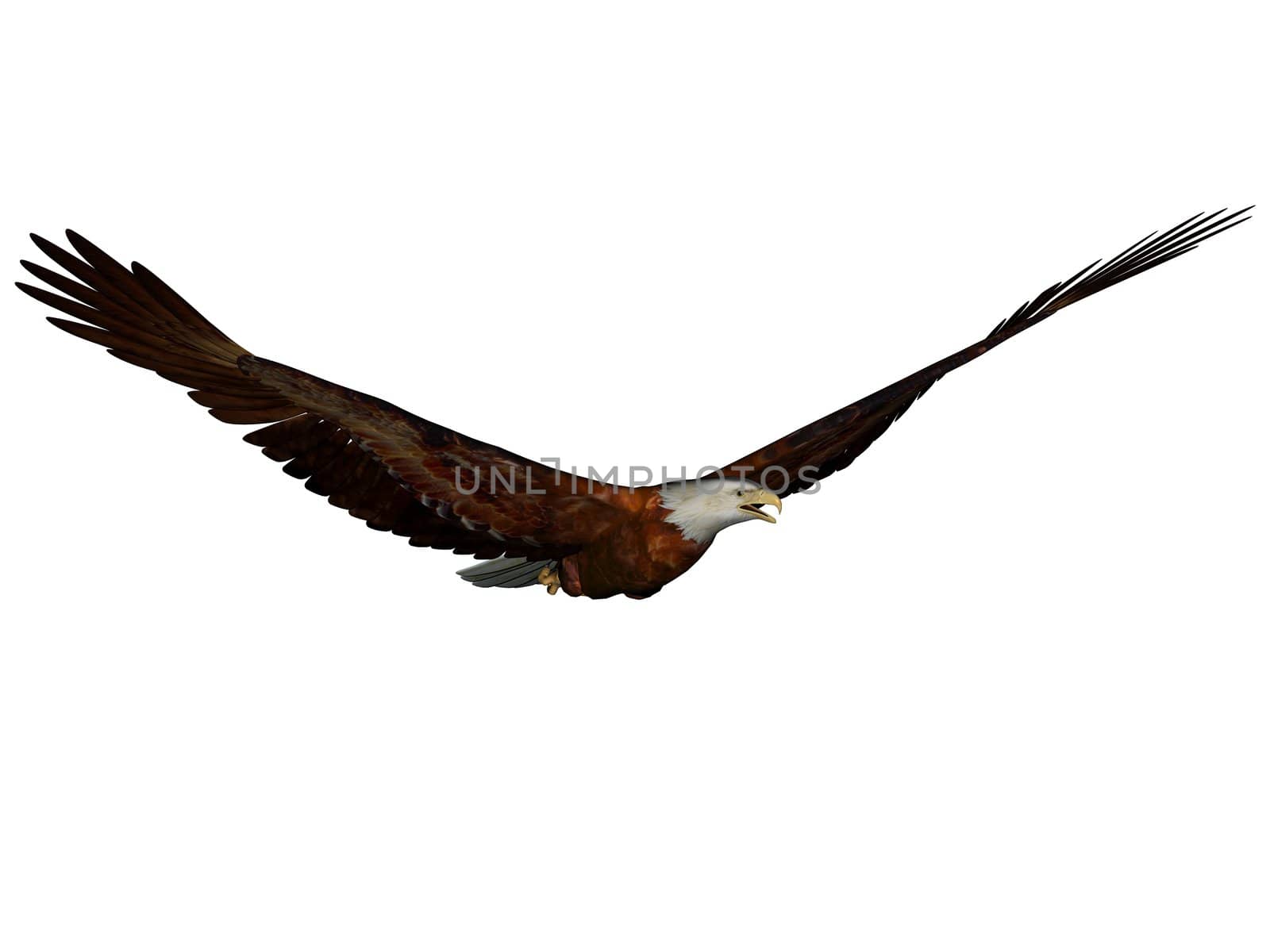 3D rendered eagle on white background isolated