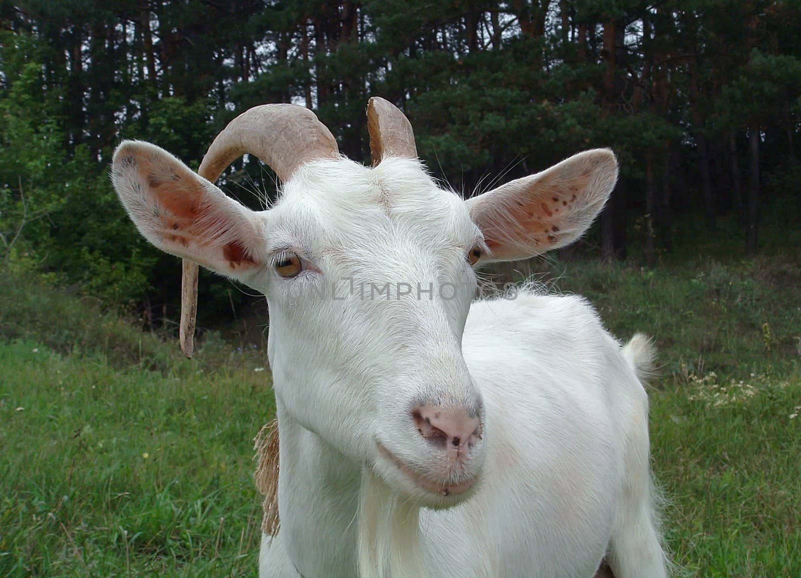 Charming white goat on a lawn on a background of a pine wood