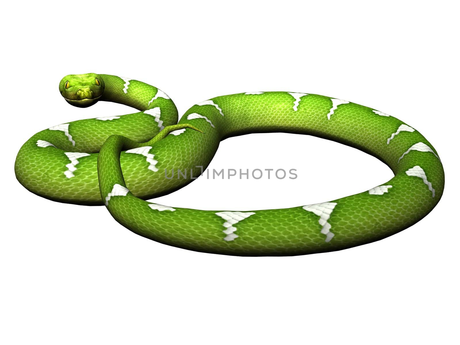 Green python rendered on white background