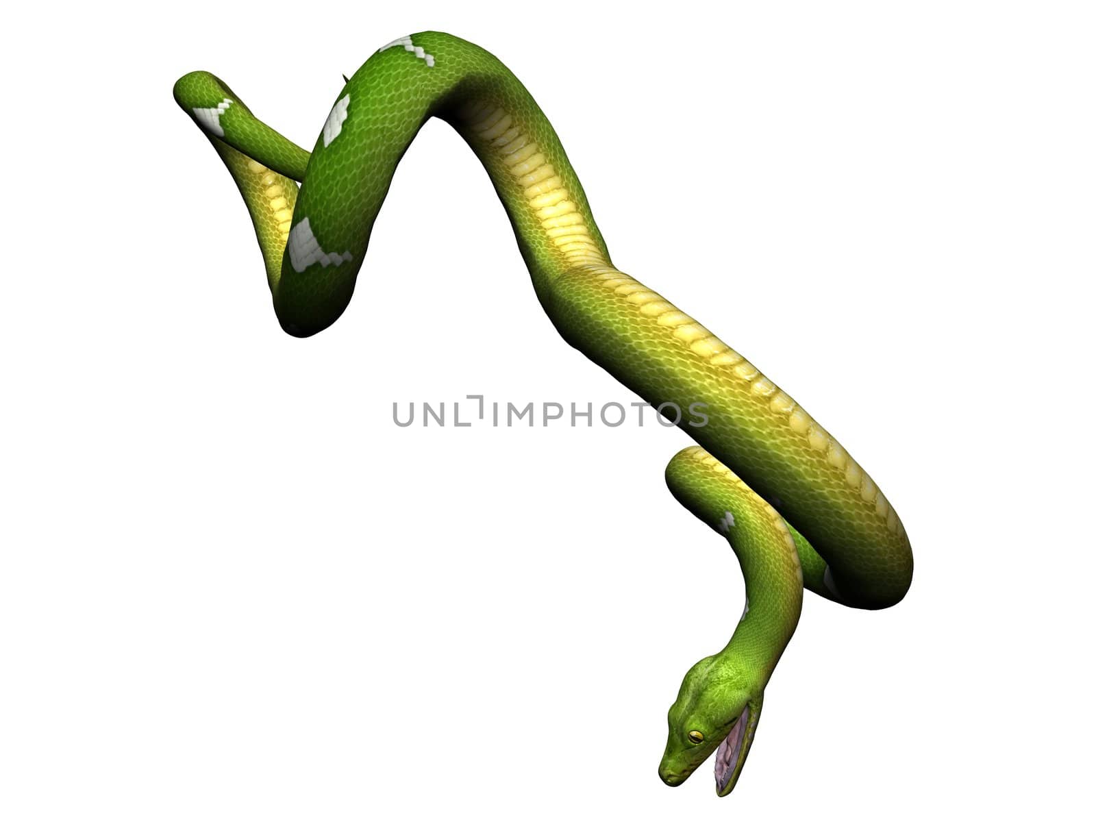 Green python rendered on white background