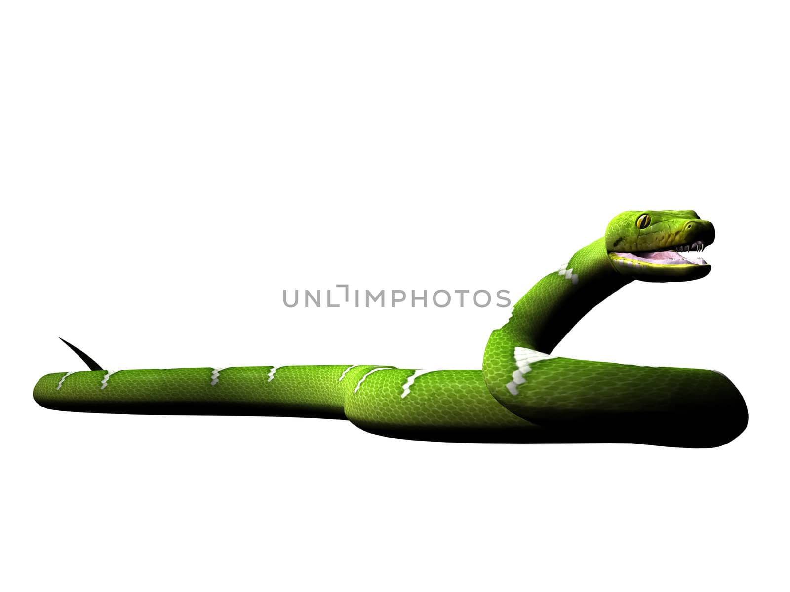 Green python rendered on white background