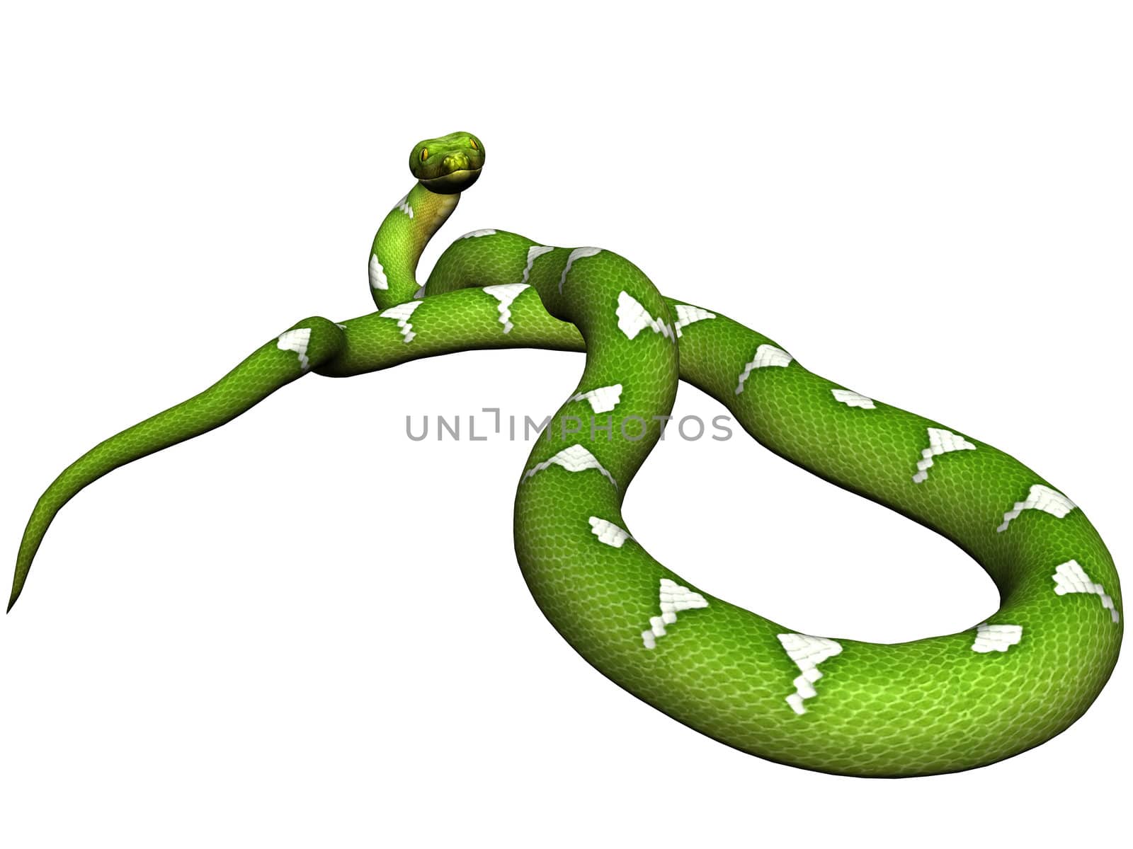 Green python rendered on white background