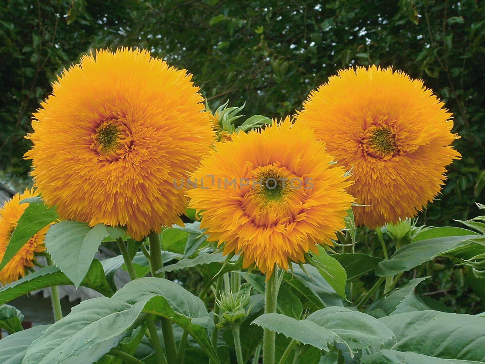 Three flowers of a decorative sunflower in house to a garden in August on a background of green trees