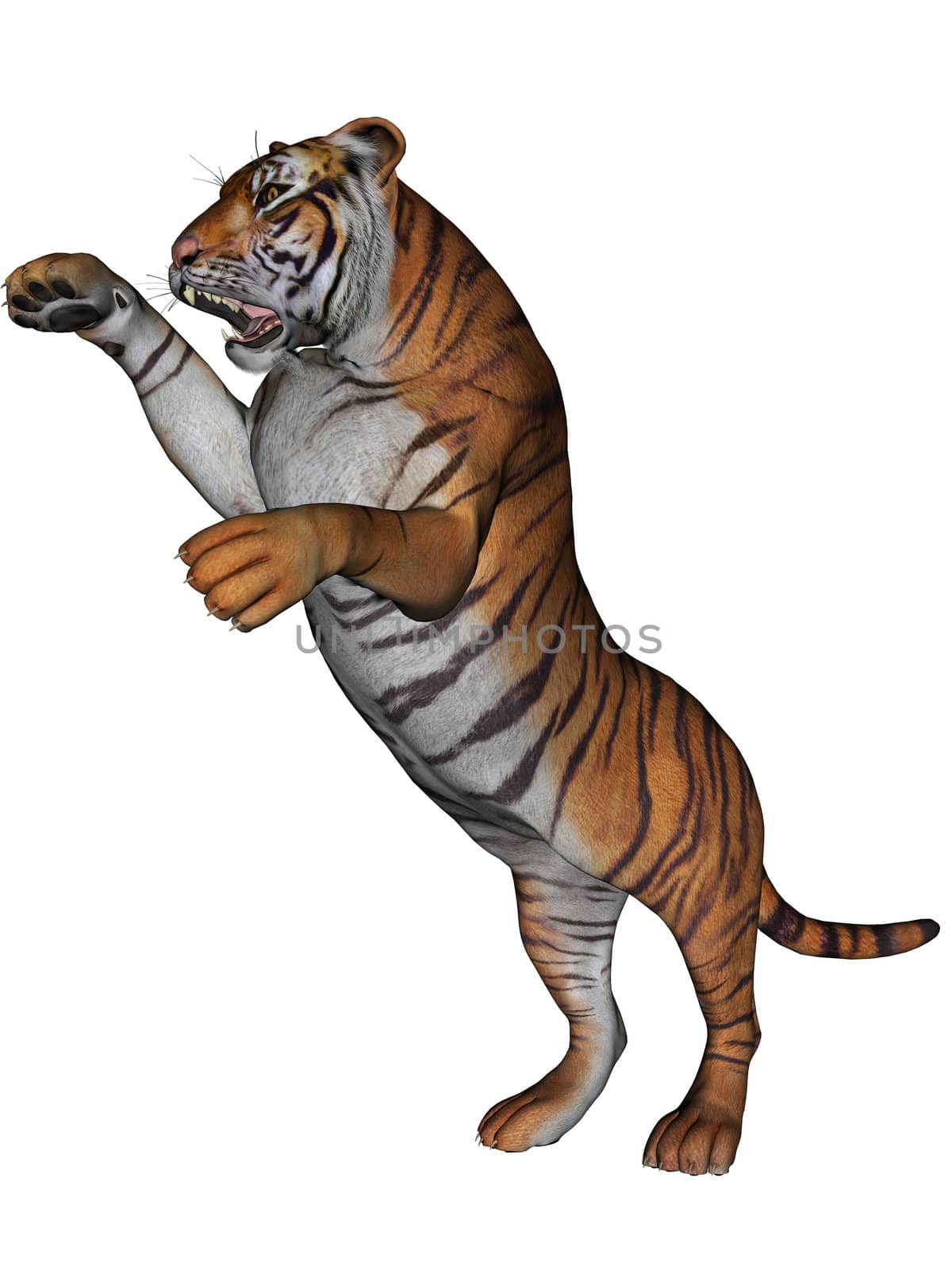 3D rendered tiger on white background isolated