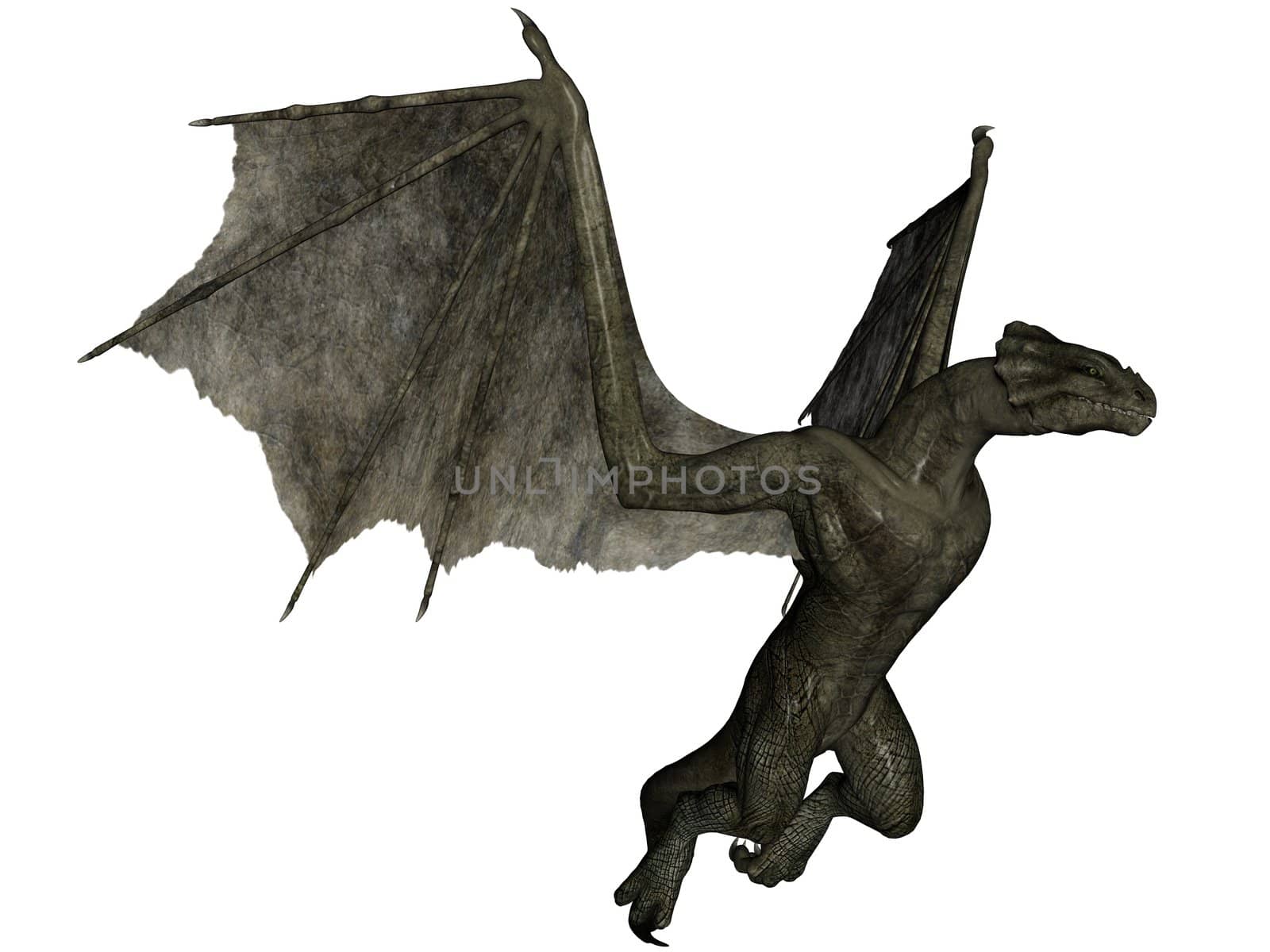 3D rendered fantasy wyvern on white background isolated.