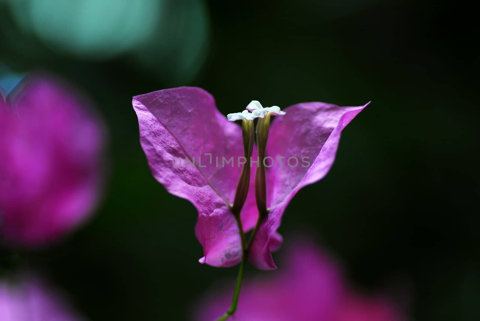 Summer oriental flower on dark background blured by lens.