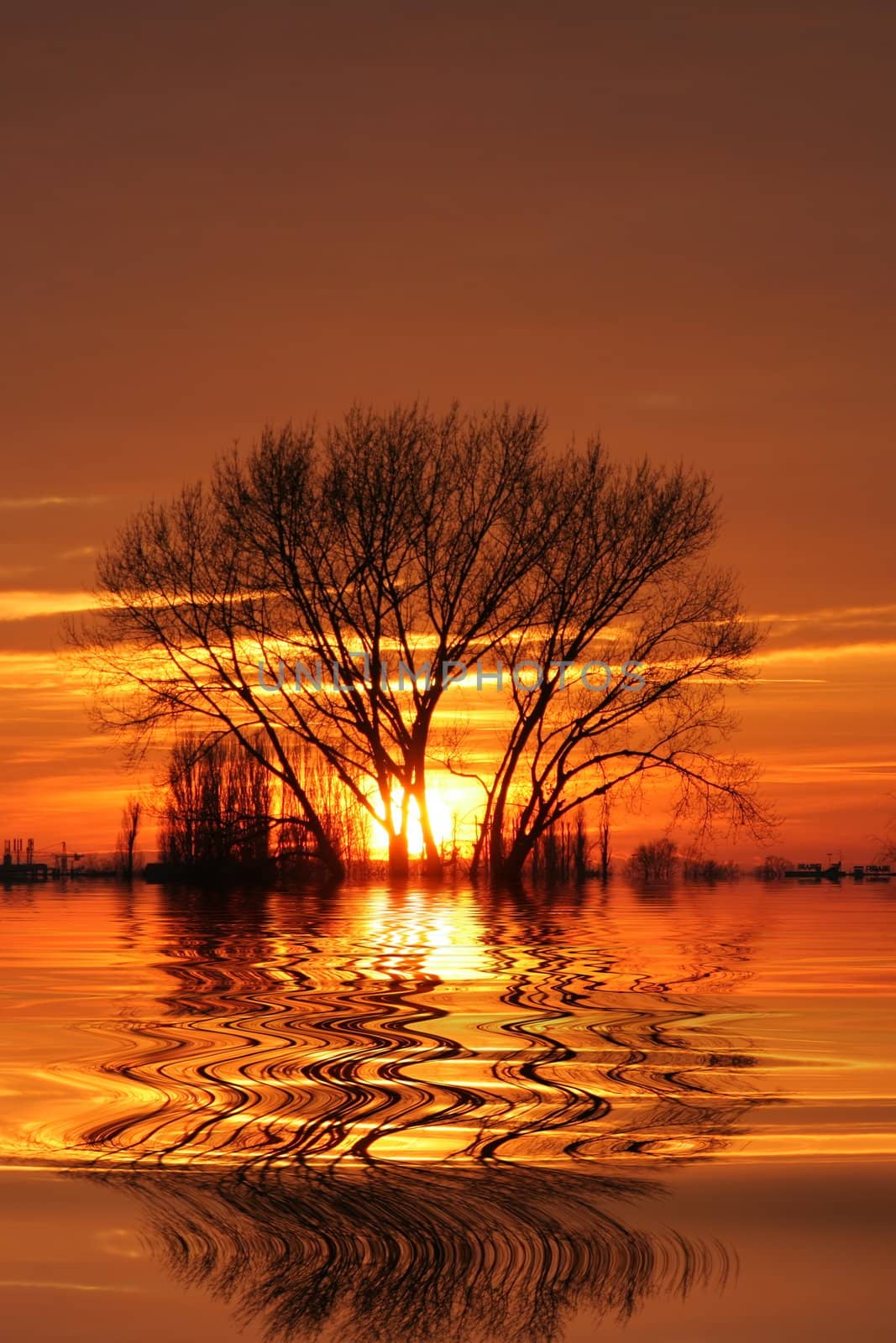 Setting sun behind trees with reflection