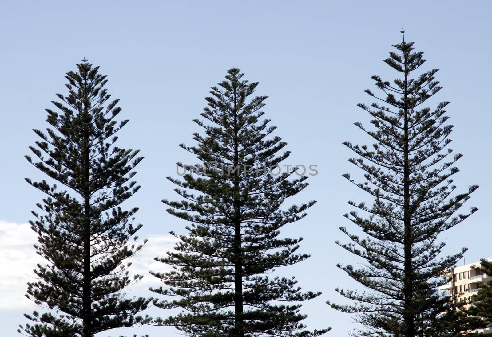 Three Pine Trees - Sydney - Australia