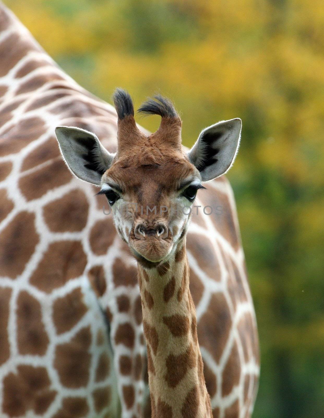 Cute baby Giraffe portrait outside.