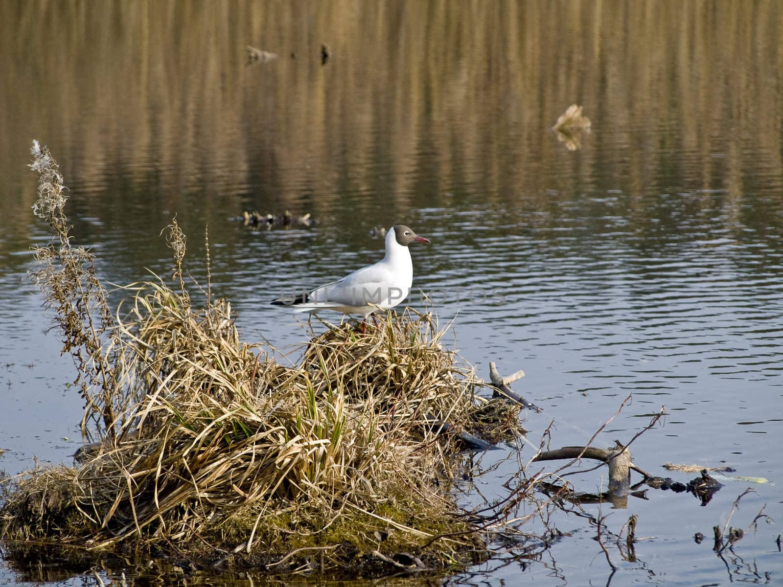 Single seagull in the wildlife with water and bog
