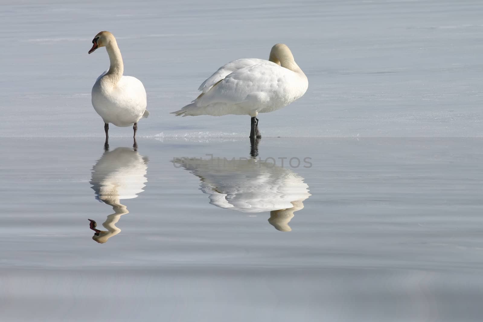 White swans on snow with reflection